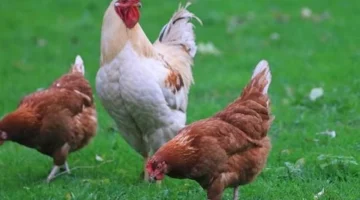 أسعار الفراخ الأربعاء 5 نوفمبر 2025: انخفاض البيضاء مقابل ارتفاع سعر البلدي